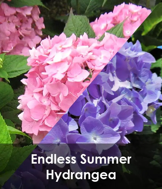 Endless Summer Hydrangea Endless Summer Hydrangea