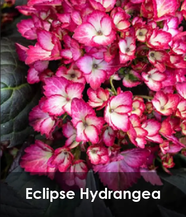 Eclipse Hydrangea Eclipse Hydrangea