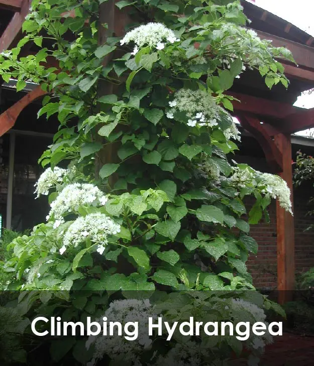 Climbing Hydrangea Climbing Hydrangea