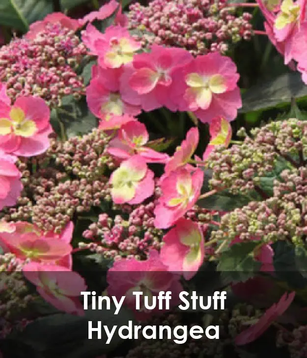 Tiny Tuff Stuff Hydrangea Tiny Tuff Stuff Hydrangea