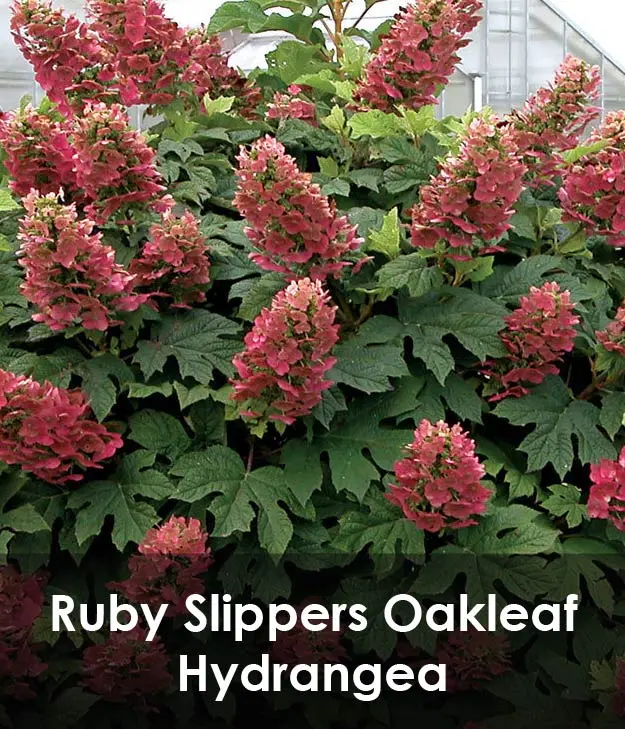 Ruby Slippers Oakleaf Hydrangea Ruby Slippers Oakleaf Hydrangea