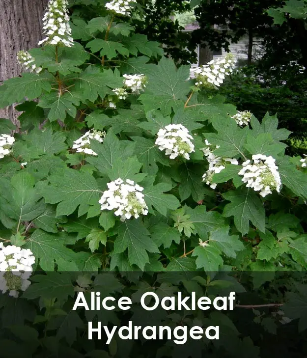 Alice Oakleaf Hydrangea Alice Oakleaf Hydrangea