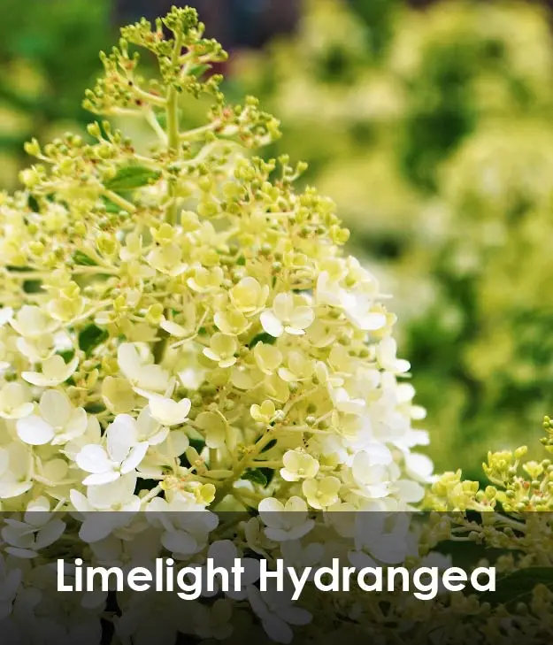 Limelight Hydrangea Limelight Hydrangea