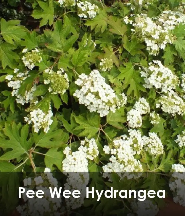 Pee Wee Hydrangea Pee Wee Hydrangea