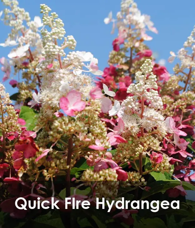 Quick Fire Hydrangea Quick Fire Hydrangea