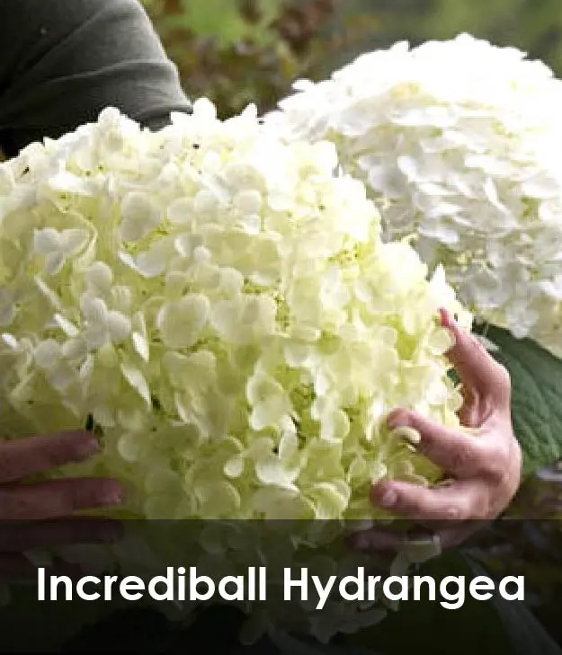 Incrediball Hydrangea Incrediball Hydrangea