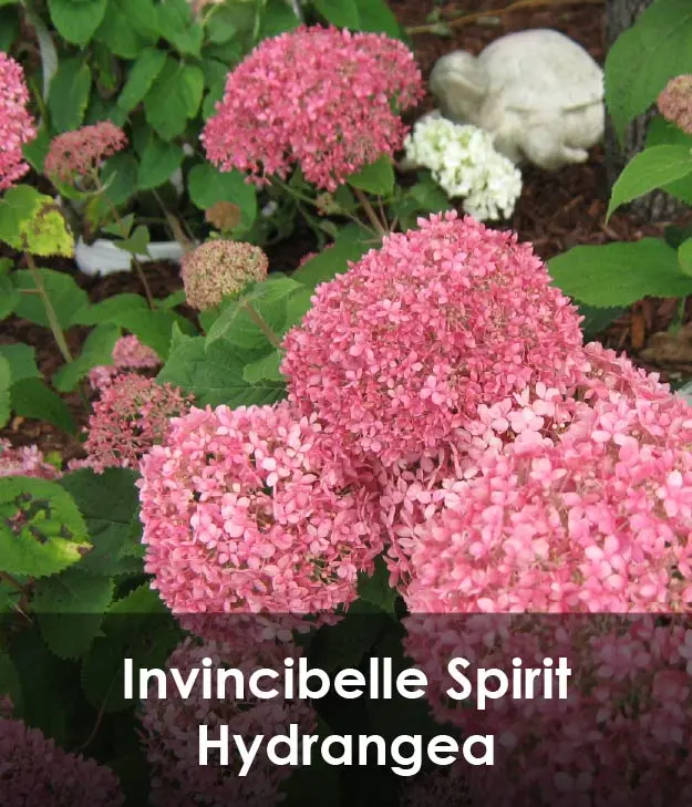 Invincibelle Spirit Hydrangea Invincibelle Spirit Hydrangea