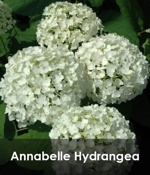 Annabelle Hydrangea Annabelle Hydrangea