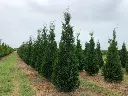 American Pillar Arborvitae : 11 Foot
