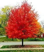 Armstrong Maple : 6 Inch