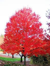 Autumn Fantasy Maple ® : 5 Inch