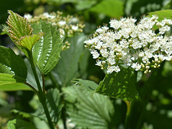 Autumn Jazz Viburnum : 14 Foot