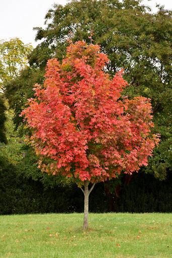 John Pair Sugar Maple : 4 Inch