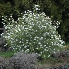 Koreanspice Viburnum : 3 Gallon
