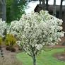 Lollipop Crabapple : 3.5 Inch