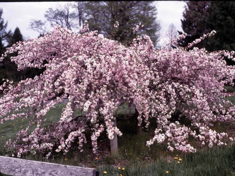 Louisa Crabapple : 5 Inch