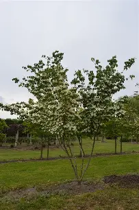Red Jewel Crabapple MS : 18 Foot
