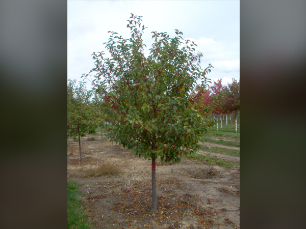 Red Jewel Crabapple MS : 20 Foot