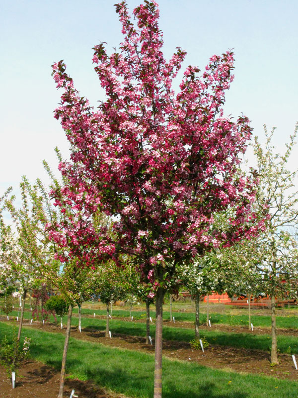 Ruby Dayze Crabapple : 6 Inch