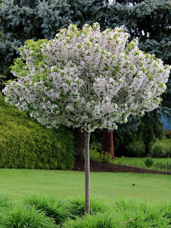 Sparkling Sprite Crabapple ® : 6 Inch