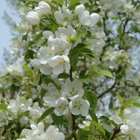 Spring Snow Crabapple : 5.5 Inch