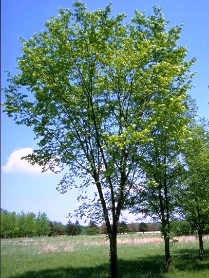Valley Forge Elm : 6 Inch