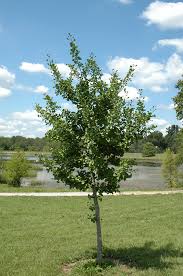 Windover Gold Ginkgo : 3.5 Inch