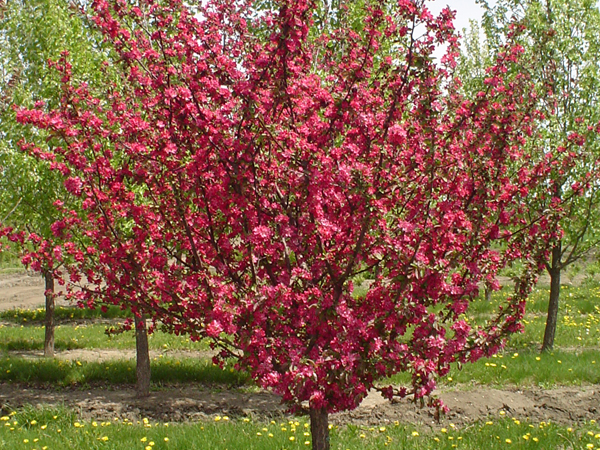 Adams Crabapple : 3.5 Inch