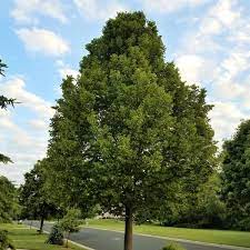 American Sentry Linden : 25 Gallon