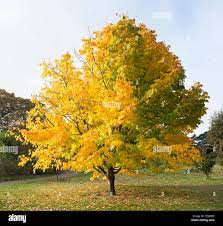 American Yellowwood : 4.5 Inch