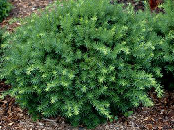 Bergi Dense Yew : 30 Inch