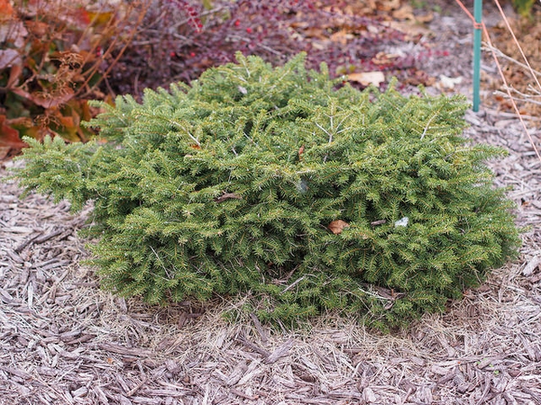 Bird's Nest Spruce : 3 Gallon