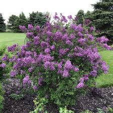 Bloomerang ® Dark Purple Lilac : 5 Gallon