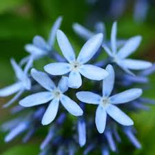 Blue Star Amsonia : 1 Gallon