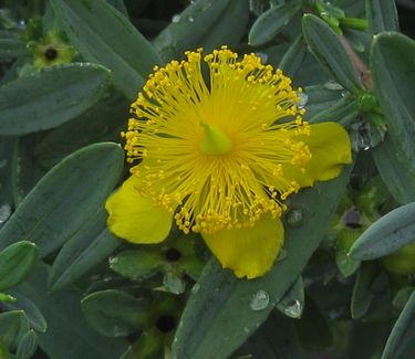 Blue Velvet St Johns Wort : 5 Gallon