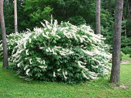 Bottlebrush Buckeye : 3 Foot