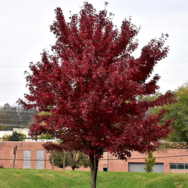 Burgundy Belle Maple : 2 Inch