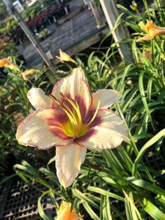 Chicago Picotee Memories Daylily : 1 Gallon