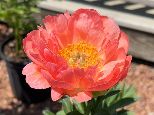 Coral Sunset Peony : 2 Gallon