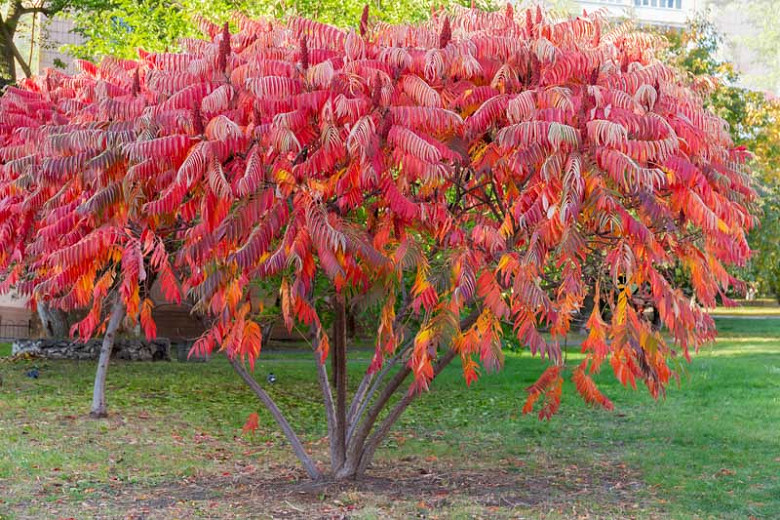Cutleaf Staghorn Sumac : 5 Gallon