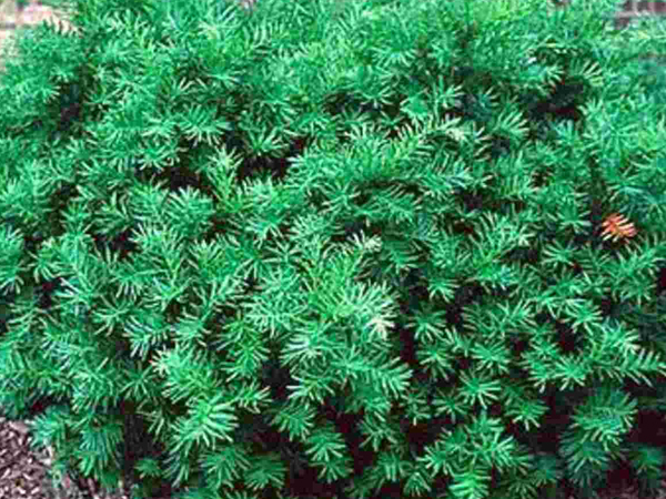 Dense Yew : 18 Inch