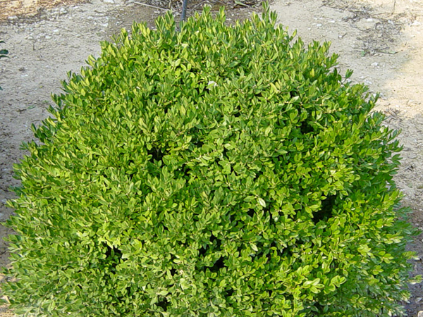 Chicagoland Green Boxwood : 18 Inch
