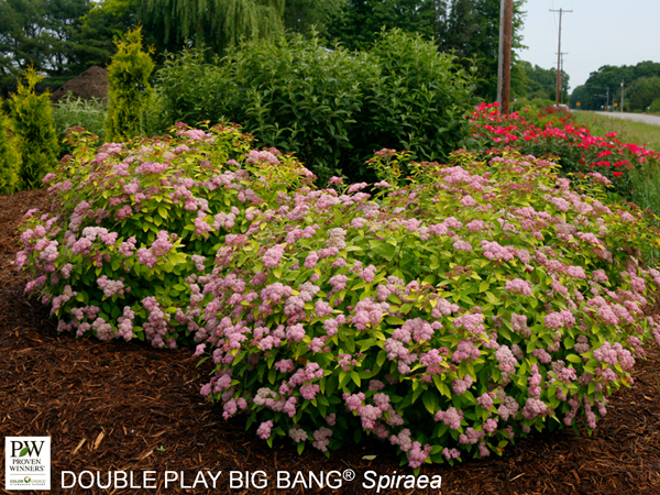 Double Play Big Bang ® Spirea : 3 Gallon