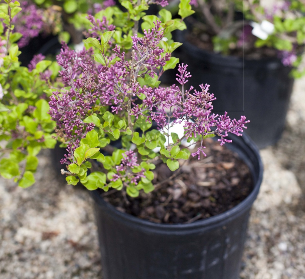 Dwarf Korean Lilac : 18 Inch