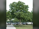 Espresso Coffeetree : 2 Inch