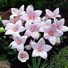 Fuji Pink Balloon Flower : 1 Gallon
