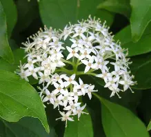 Gray Dogwood : 5 Gallon