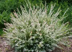 Hakuro Nishiki Willow : 5 Gallon