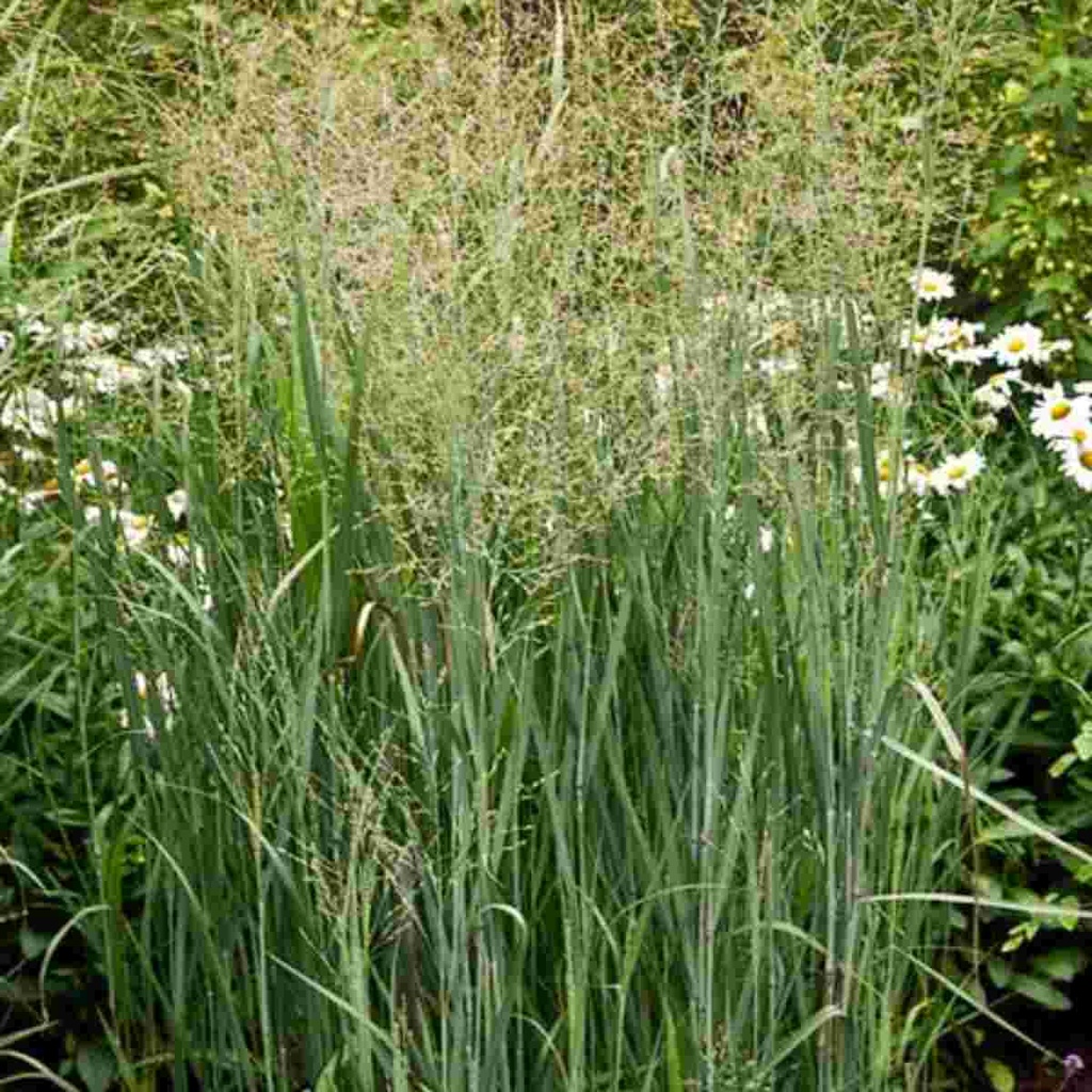 Heavy Metal Grass : 3 Gallon