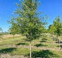 Heritage River Birch® : 1.75 Inch